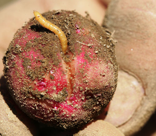 wireworm damage potato